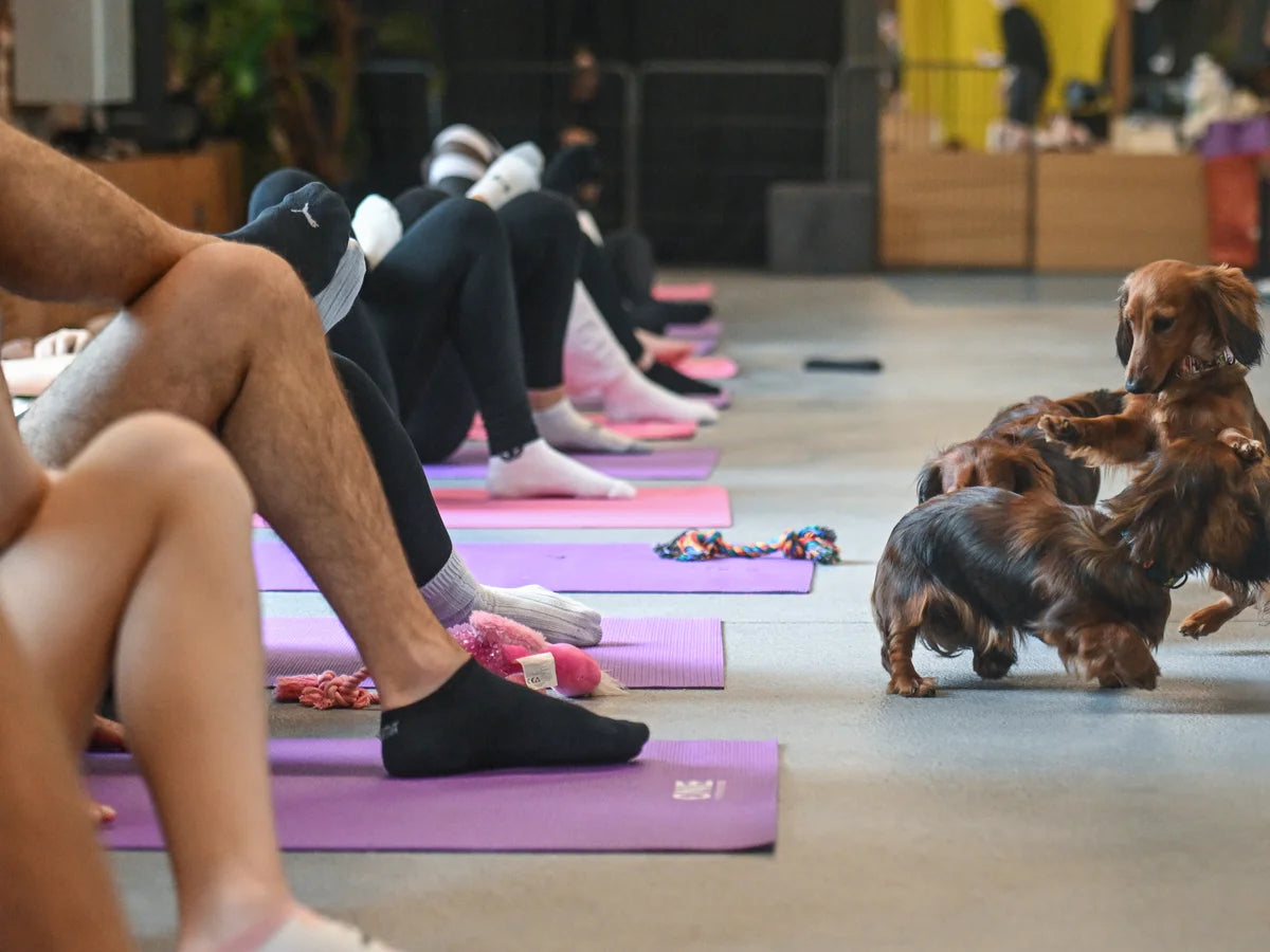 Paws Yoga