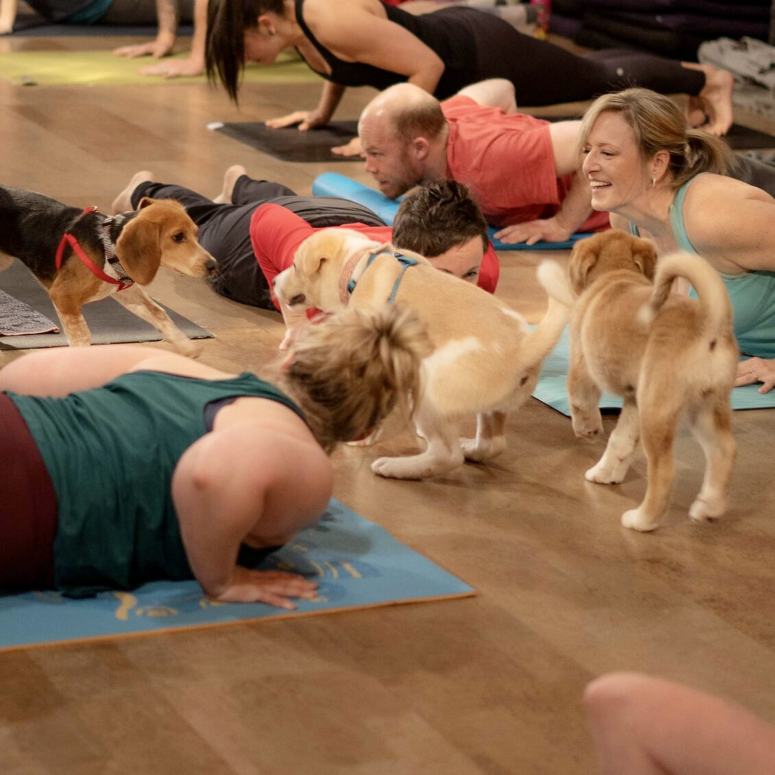 Paws Yoga